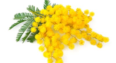 coltivare-mimosa